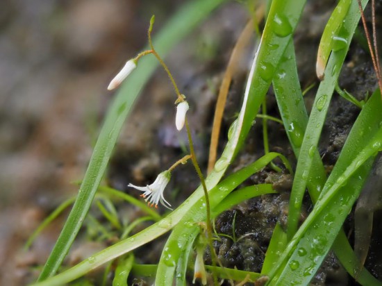 圖為廣西肺筋草。（廣西壯族自治區(qū)中醫(yī)藥研究院供圖）