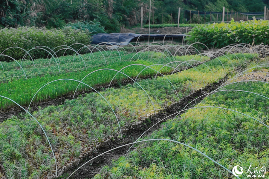 清流縣保障性苗圃的育苗區(qū)。人民網(wǎng) 楊灝昱攝