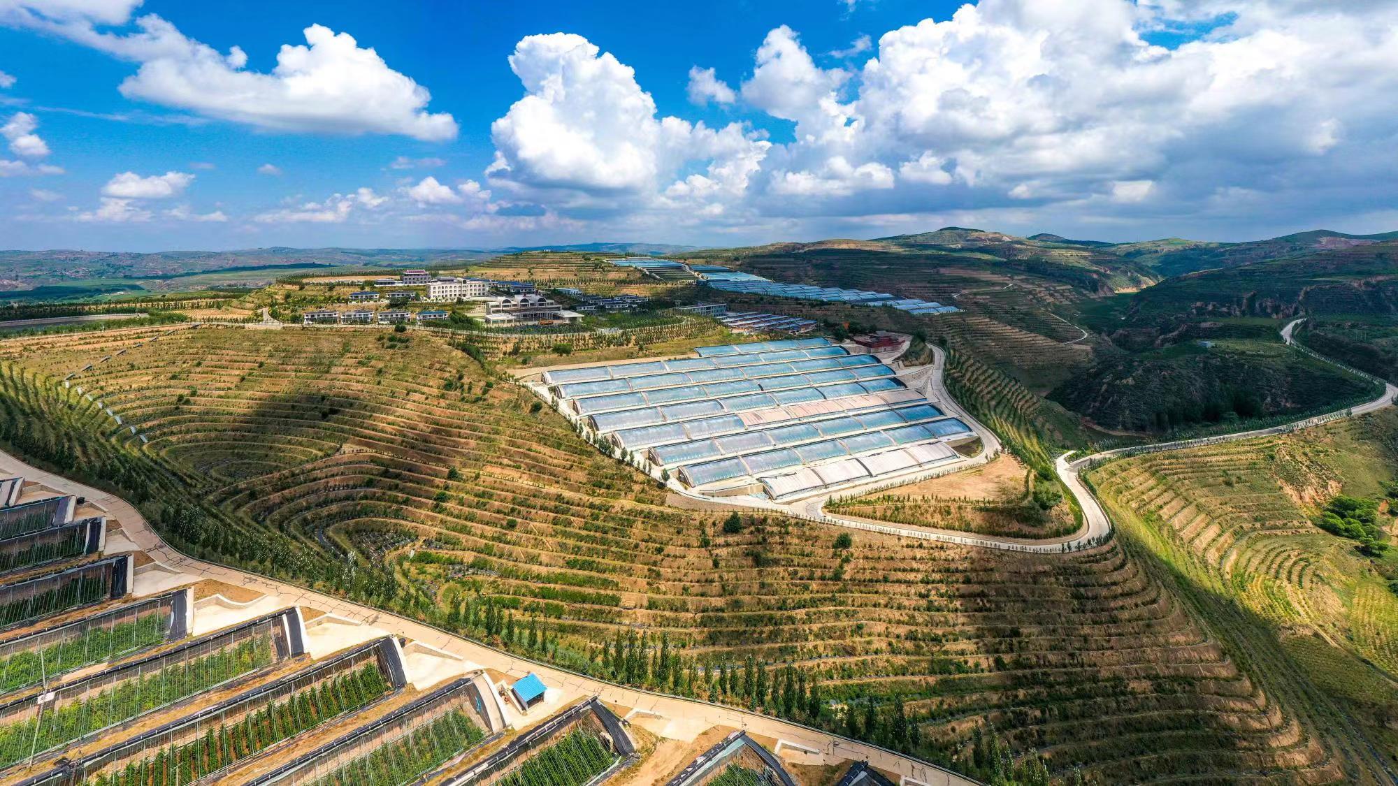 榆嶺窊村豐禾農(nóng)場的果蔬大棚。