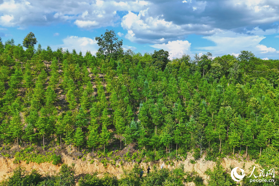 “一林三吃”的經(jīng)營(yíng)模式豐富了林下經(jīng)濟(jì)的多樣性。人民網(wǎng) 李昌乾攝