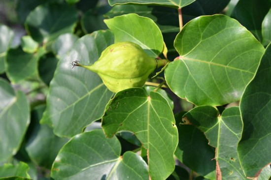 圖為石山油桐。（廣西壯族自治區(qū)中醫(yī)藥研究院供圖）