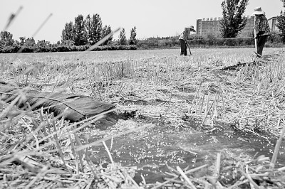 連日來，黃淮海持續(xù)高溫少雨，部分地區(qū)旱情仍在發(fā)展。圖為山東省肥城市通過蓄引提調相結合的辦法，多措并舉搶灌溉、保苗情。 新華社發(fā)