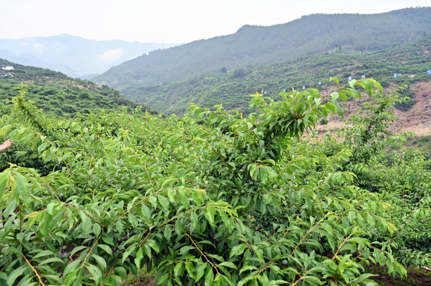 柑園村漫山遍野的脆李樹。鄒樂攝