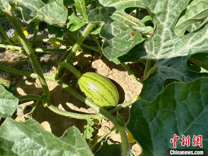 14日，記者在合作社的百畝西瓜地里，看著一個個如雞蛋般大小的西瓜，正“享受”著太陽的炙烤?！⑿〖t 攝