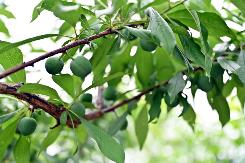 巫山縣曲尺鄉(xiāng)柑園村的脆李樹掛滿青果。鄒樂攝