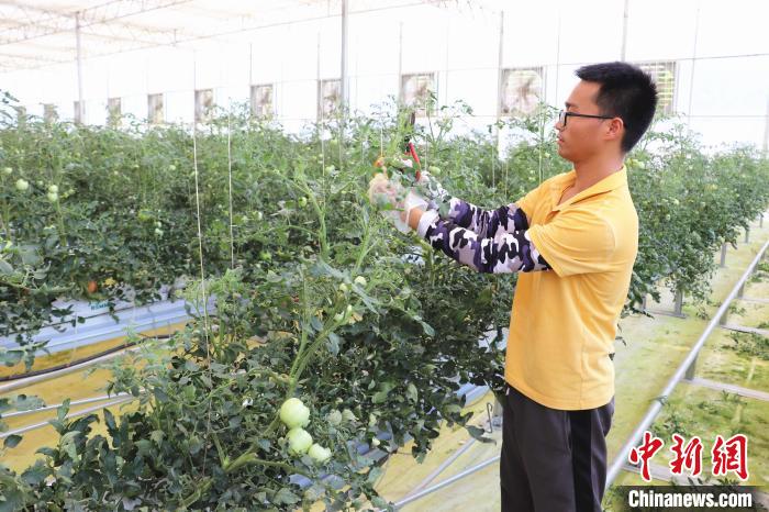 圖為在紅谷灘區(qū)元宇宙·VR數(shù)字農(nóng)業(yè)示范基地七彩番茄培育車間內(nèi)，農(nóng)業(yè)技術(shù)員正在對番茄植株進(jìn)行修剪。　熊錦陽 攝
